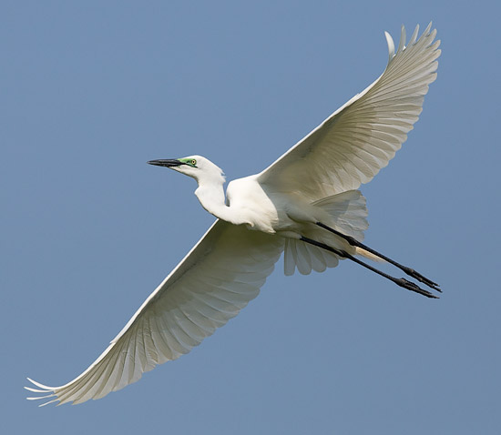 Great Egret in flight